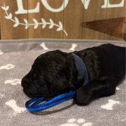 Blue Reef - Black male Giant Schnauzer puppy in Houston, Texas from Elevated Pearl Giants