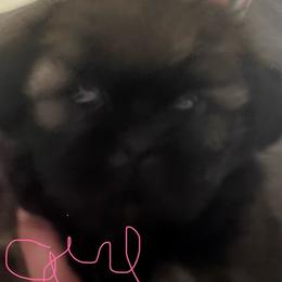 Girl 1 - Sable and white female Shih Tzu puppy in Kingsland, Georgia from Shih-Tzu Puppy Dynasty