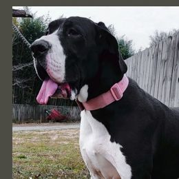 Alice - Great Dane