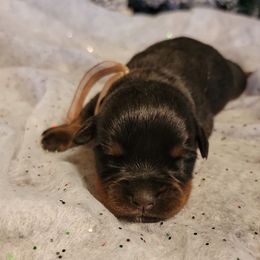 Pink girl - Black and mahogany female Rottweiler puppy in Custer County, Oklahoma from Rough Creek Kennels