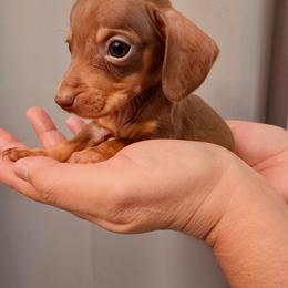 Chocolate boy - Chocolate male Dachshund puppy in Hesperia, California from VOM HAUSE Imperial