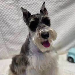 Miniature Schnauzers, Poodles, and Yorkshire Terriers from Copper Rose Farm