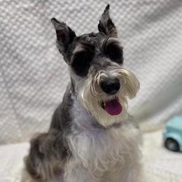 Miniature Schnauzers, Poodles, and Yorkshire Terriers from Copper Rose Farm