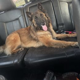 Sequoia - Belgian Tervuren