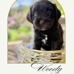 1st pick boy - Brown male Cavapoo puppy in Cannon County, Tennessee from Hilltop Doodles and Poodles
