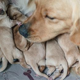 Basil - Golden male Golden Retriever puppy in Paoli, Indiana from Rose n’ Thistle Farm