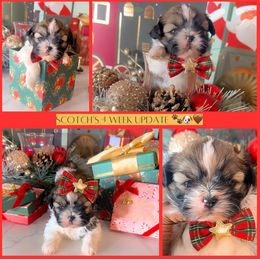 Scotch - Tricolor male Shih Tzu puppy in San Tan Valley, Arizona from Pretty Paws Shih Tzu's