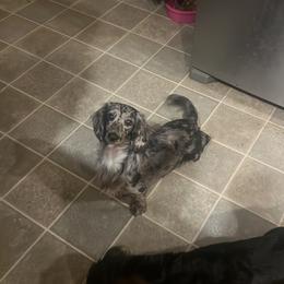Onyx - Dachshund