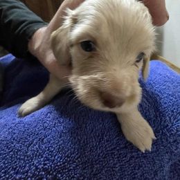 Girl 3 - Cream female Dachshund puppy in Jackson's Gap, Alabama from Lake Martin Doxies