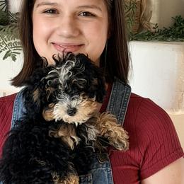 Bernedoodles from Big Sky Bernedoodles