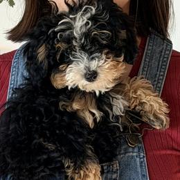 Bernedoodles from Big Sky Bernedoodles
