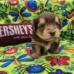 Lucky - Chocolate, tan and white male Yorkshire Terrier puppy in Plainwell, Michigan from Preuss Puppies