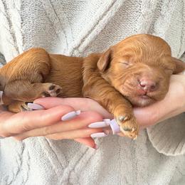 Chivo - Red male Cavapoo puppy in Aiken, South Carolina from Cavapoos of the Carolinas