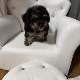 Butterscotch (tiny boy) 1850 - Tri-color male Yorkipoo puppy in Fredericktown, Missouri from Doodle Pups Fur-Ever