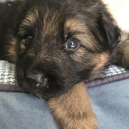 German Shepherd Puppies from Starry Night German Shepherd Dogs