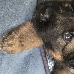 German Shepherd Puppies from Starry Night German Shepherd Dogs