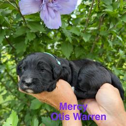 Mercy ( Otis Warren) - Black female Goldendoodle puppy in Newark, Ohio from Valleydayle Doodles and Wheatens