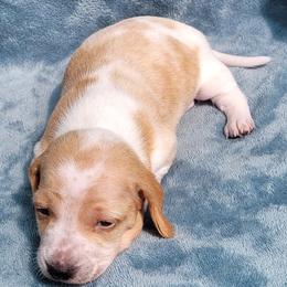 Kuzya - Piebald male Dachshund puppy in Meridian, Idaho from Lucy’s Dachshund Home