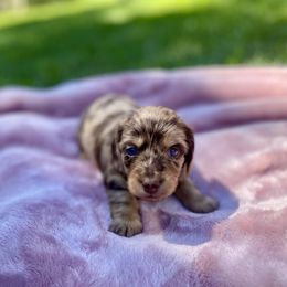 AKC GIRL 1 - Dapple female Dachshund puppy in Red Bank, California from Down The Hill Potterdale