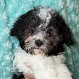 Grogu - Beseme's Force 4 Cuteness - Black and white male Havanese puppy in Salt Lake City, Utah from Beseme Havanese