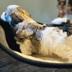 Shichon Puppies from Great Lakes Teddy Bear Dogs