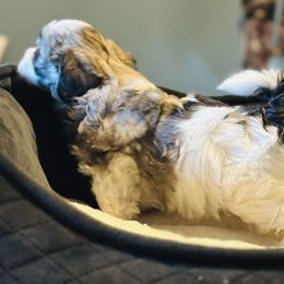 Shichon Puppies from Great Lakes Teddy Bear Dogs