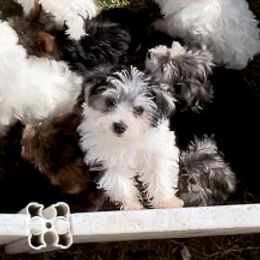 Maltese, Morkie, and Yorkshire Terrier Puppies from California AKC Maltese & Yorkies