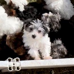 Maltese, Morkie, and Yorkshire Terrier Puppies from California AKC Maltese & Yorkies
