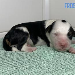 Frostbite - Tri-color male Bernedoodle puppy in Henry, Illinois from Rowe Farms Doodles