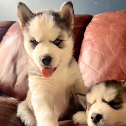 Siberian Husky puppies from Red Top Huskies