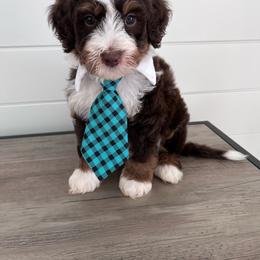 Banjo - Tri-color male Bernedoodle puppy in Garrettsville, Ohio from Sunset Family Farm