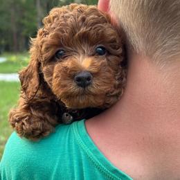 Petey - Red  male Poodle puppy in Hawthorne, Florida from Loblolly Ranch