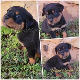 Girl 2 - Black and mahogany female Rottweiler puppy in Blanchard, Oklahoma from Mystique Kennel
