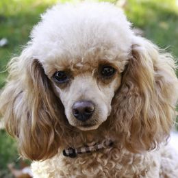 Zoey - Poodle