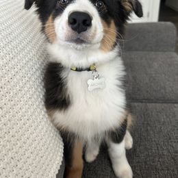 Australian Shepherd Puppies from Mountain Ridge Aussies
