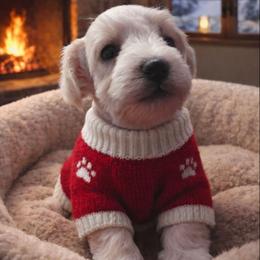 Male 1 - White male Miniature Schnauzer puppy in Sacramento, California from T & A Cali Schnauzer