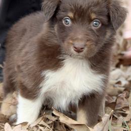 Australian Shepherd Puppies from Blush & Lace Aussie Co.