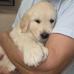 Boy 4 - Golden male Golden Retriever puppy in Milton, Florida from Katherine's Golden Retrievers and Gordon Setters.