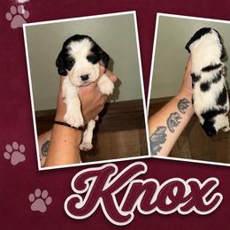 Knox - Black white and tan male English Springer Spaniel puppy in Williston, Florida from Parks Paradise Springers
