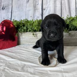 White - Black female Labrador Retriever puppy in Newton Grove, North Carolina from Wayalife Labradors & Gsp’s