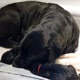 Labrador Retrievers from Shadowfax Labradors