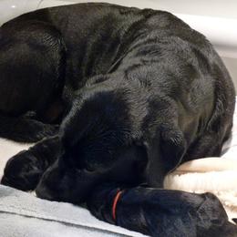 Labrador Retrievers from Shadowfax Labradors