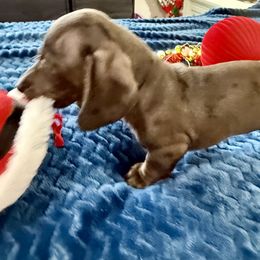 Timbers - Gray (blue) male Dachshund puppy in Homedale, Idaho from Jeff & Joette