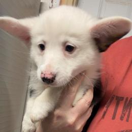 Corndog REDUCED - Black and tan male Pembroke Welsh Corgi puppy in Bloomfield, Iowa from Beebe’s Corgis & Doxies