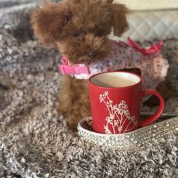 Girl 1 - Red  female Poodle puppy in Taylorsville, North Carolina from SilverLining highlands and hounds