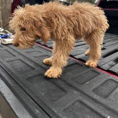 Light Blue Pup - Cafe au lait Double Doodle puppy in San Juan, Texas from Cash & June’s Double Doodles