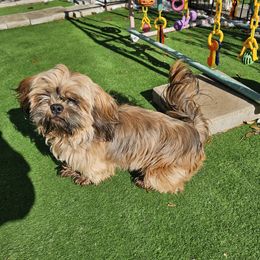 Roux - Shih Tzu
