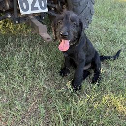 Boy 1 - Black male Labradoodle puppy in Spur, Texas from Purple Heart Canines