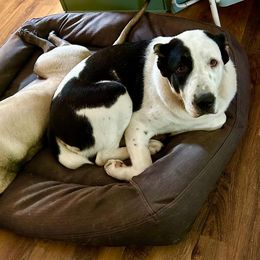 Central Asian Shepherd Dog Puppies from Guardian Dog
