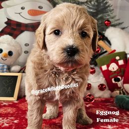 Eggnog - Cream female Goldendoodle puppy in Peytno, Colorado from Grace N Faith Doodles